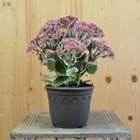 sedum-telephium-la-vie-en-rose-14er-3843.jpg