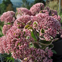 sedum-telephium-la-vie-en-rose-3843.jpg