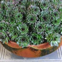 sempervivum-div-sorten-30er-tonschale-4321-1.jpg