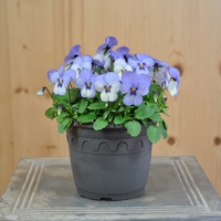 viola-cornuta-rocky-blue-picotee-14er-3954-2.jpg