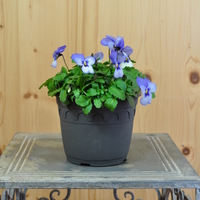 viola-cornuta-rocky-blue-picotee-14er-3954.jpg