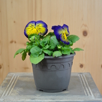 viola-wittrockiana-cats-plus-marina-14er-3946.jpg