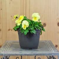 viola-cornuta-cool-wave-lemon-14er-3947.jpg
