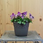 viola-cornuta-endurio-pink-shades-14er-3948.jpg