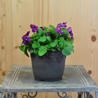 viola-cornuta-everlast-rose-antique-3950.jpg