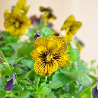 viola-cornuta-evo-mini-tiger-eye-3951.jpg