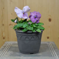 viola-wittrockiana-delta-pink-shades-14er-3956.jpg