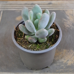 pachyphytum-bracteosum-blue-haze-10-5er-3839-1.jpg