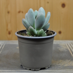 pachyphytum-bracteosum-blue-haze-10-5er-3839-2.jpg