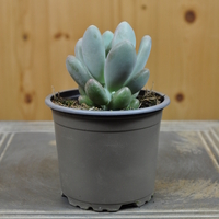 pachyphytum-bracteosum-blue-haze-10-5er-3839-2.jpg