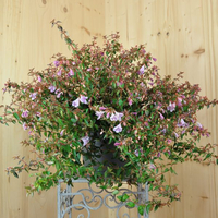 abelia-grandiflora-pinky-bells-25er-3701.jpg