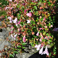 abelia-grandiflora-pinky-bells-3701-v.jpg