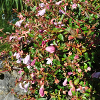 abelia-grandiflora-pinky-bells-3701.jpg