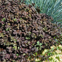 acaena-microphylla-kupferteppich-14er-3487-2.jpg