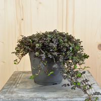 acaena-microphylla-kupferteppich-14er-3487.jpg
