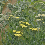 achillea-1719.jpg