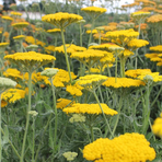 achillea-millefolium-coronation-gold-1719.jpg