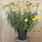 achillea-millefolium-coronation-gold-25er-1719.jpg