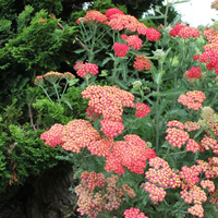 achillea-millefolium-paprika-1720-v.jpg