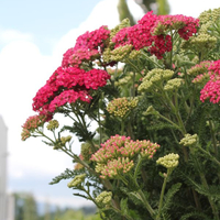 achillea-millefolium-saucy-seduction-2453.jpg