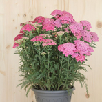achillea-millefolium-saucy-seduction-25er-2453.jpg