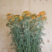 achillea-millefolium-terracotta-25er-3430.jpg