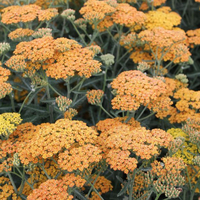 achillea-millefolium-terracotta-3430.jpg