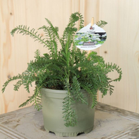 achillea-millefolium-floretia-13er-3185.jpg