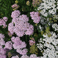achillea-millefolium-floretia-3185-3352.jpg