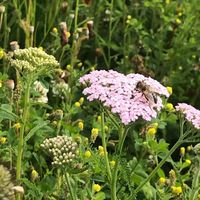 achillea-millefolium-wiesen-schafgarbe-3185-v.jpg