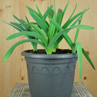 allium-christophii-21er-3292.jpg