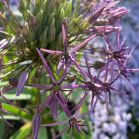 allium-christophii-3292.jpg