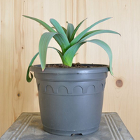 allium-giganteum-21er-3293.jpg