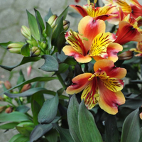 alstroemeria-indian-summer-3531-v.jpg