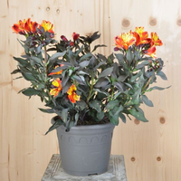 alstromeria-indian-summer-25er-3531.jpg