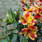 alstromeria-indian-summer-3531.jpg