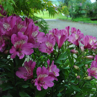 alstromeria-summer-saint-3533.jpg