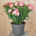 alstromeria-summer-break-25er-3534.jpg