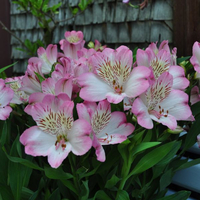alstromeria-summer-break-3534-2-v.jpg