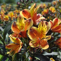 alstromeria-summer-breeze-3532-v.jpg