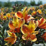 alstromeria-summer-breeze-3532.jpg