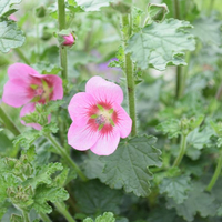 anisodontea-2899-3035.jpg