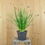 allium-senescens-21er-3165-1.jpg