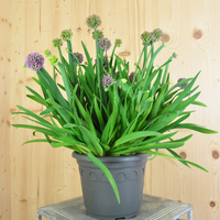 allium-senescens-21er-3165.jpg