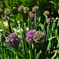 allium-senescens-3165.jpg