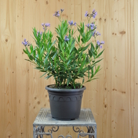 amsonia-tabernaemontana-blue-ice-21er-3699.jpg