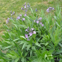 amsonia-tabernaemontana-blue-ice-3699-2.jpg
