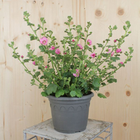 anisodontea-capensis-lady-in-pink-21er-3035.jpg