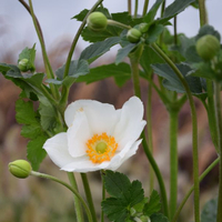 anemone-hupehensis-weiss-2234-1977-1312-1333.jpg