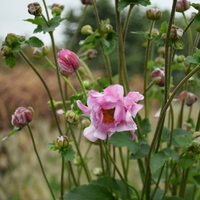 anemone-hupehensis-rosa-gefuellt-2473-2766-2767-2768.jpg